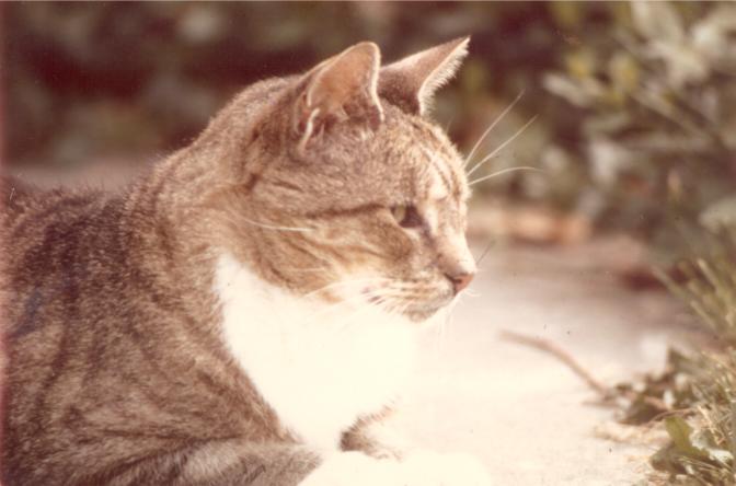 click for larger size