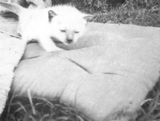 click for larger size