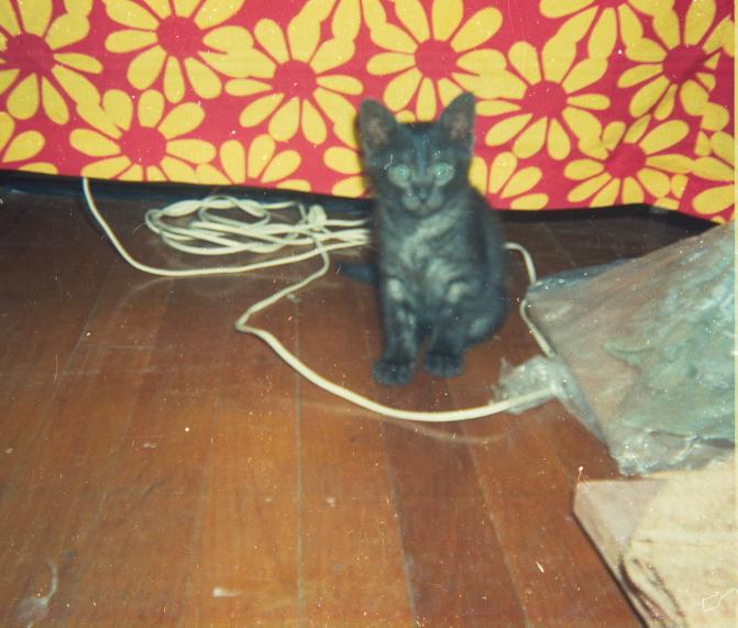 click for larger size