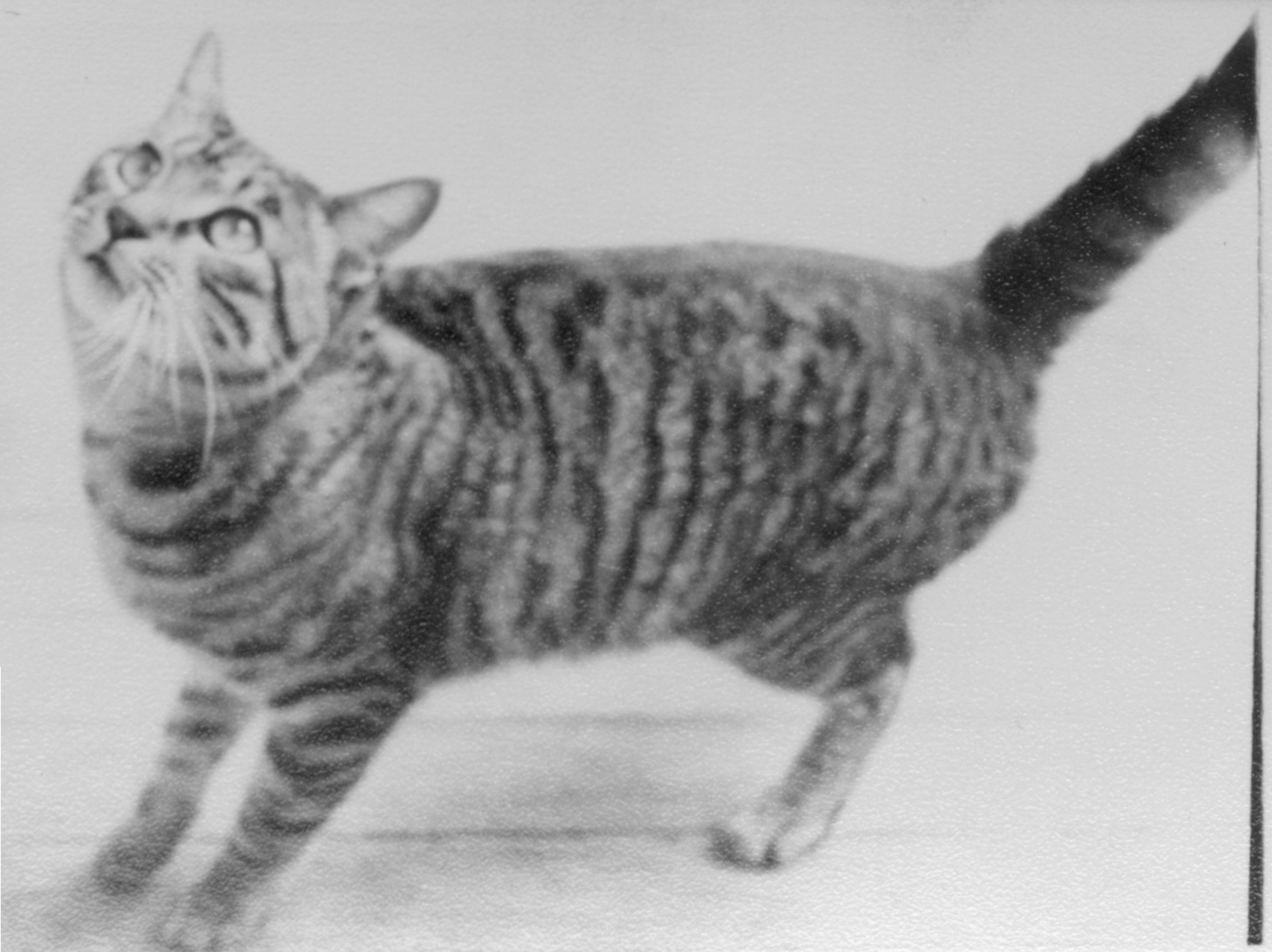 click for larger size