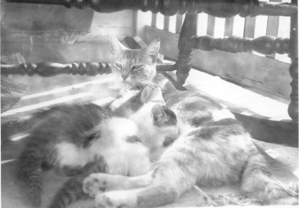 click for larger size