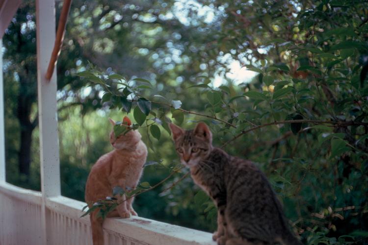 click for larger size