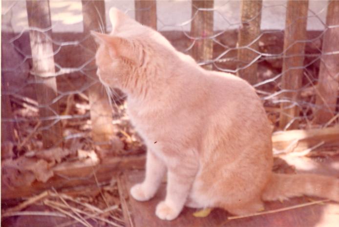 click for larger size