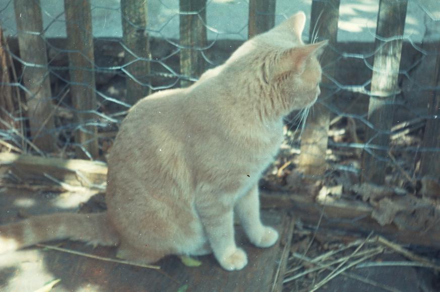 click for larger size