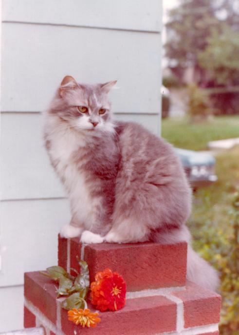 click for larger size