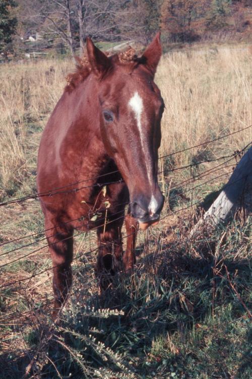 click for larger size