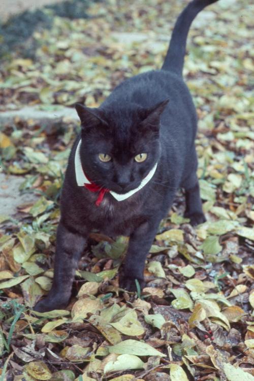 click for larger size