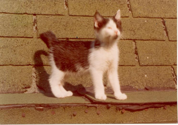 click for larger size