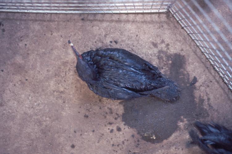 click for larger size