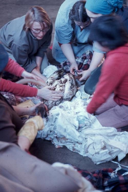 click for larger size