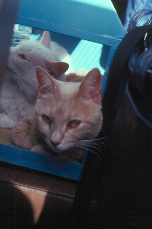 click for larger size