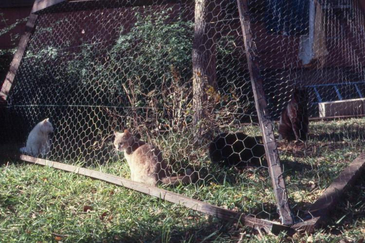 click for larger size