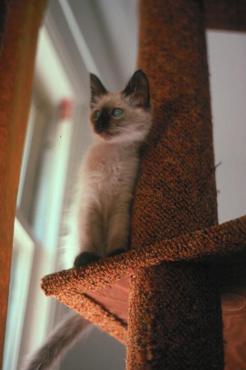 click for larger size