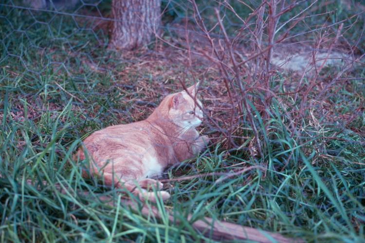 click for larger size