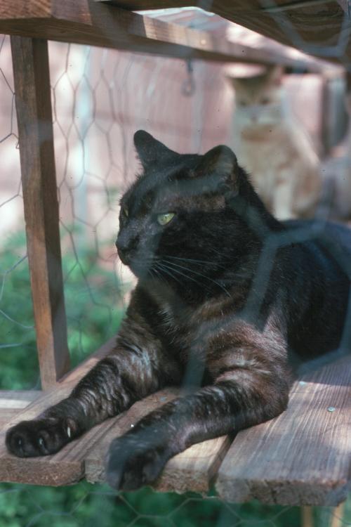 click for larger size