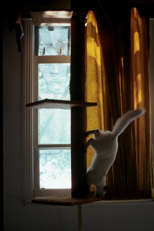 click for larger size