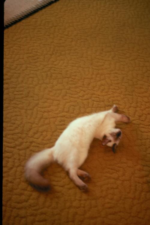 click for larger size