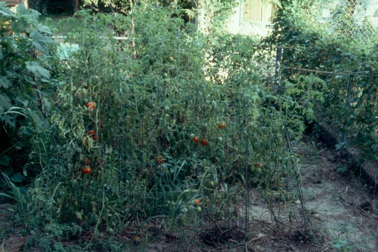 click for larger size