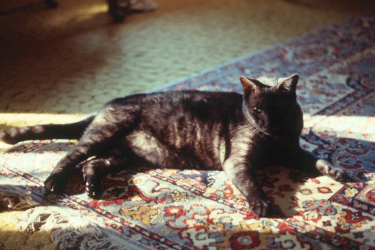 click for larger size