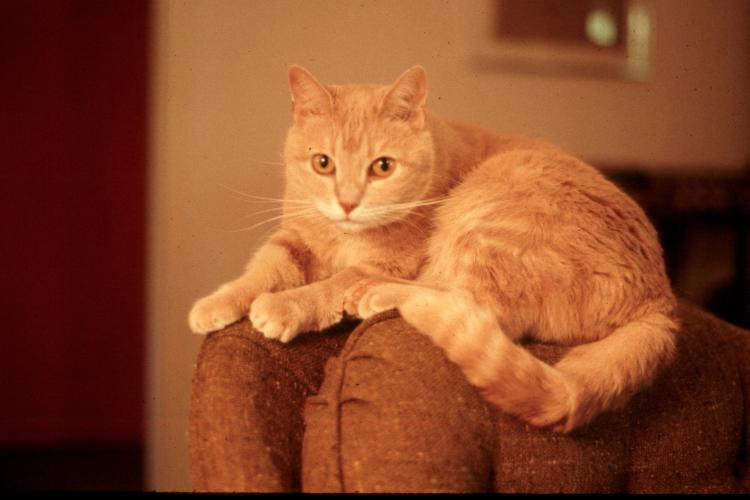 click for larger size