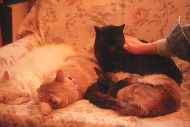 click for larger size