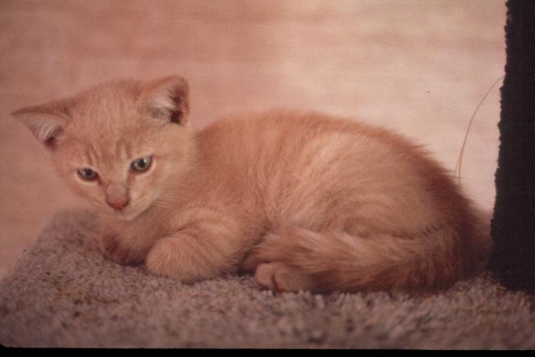 click for larger size