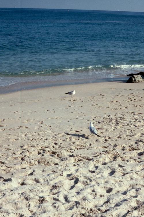 click for larger size