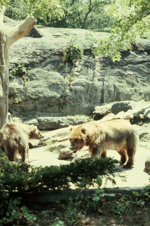 click for larger size