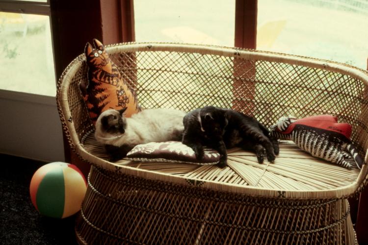 click for larger size