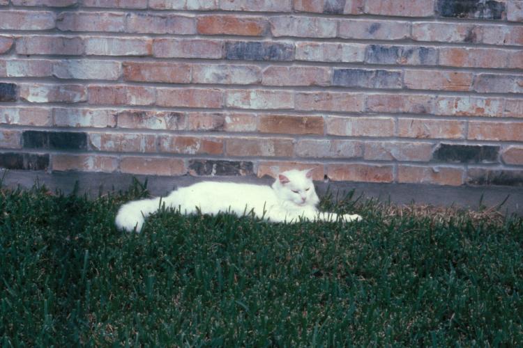 click for larger size