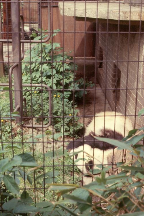 click for larger size