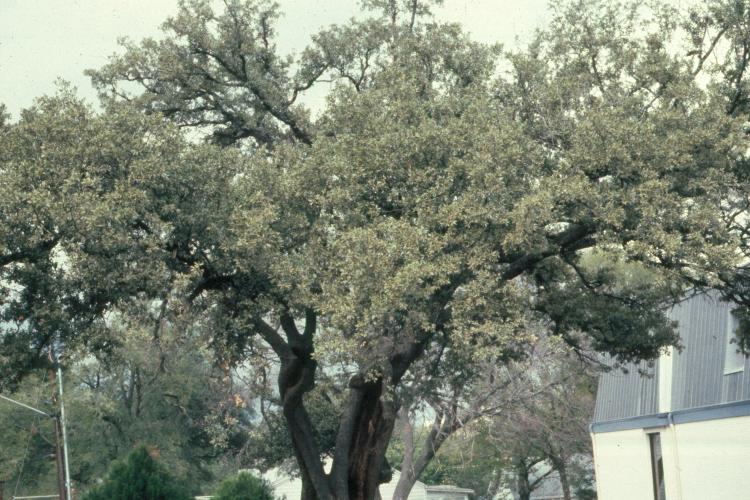 click for larger size