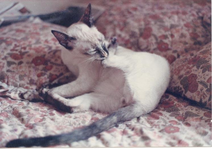 click for larger size