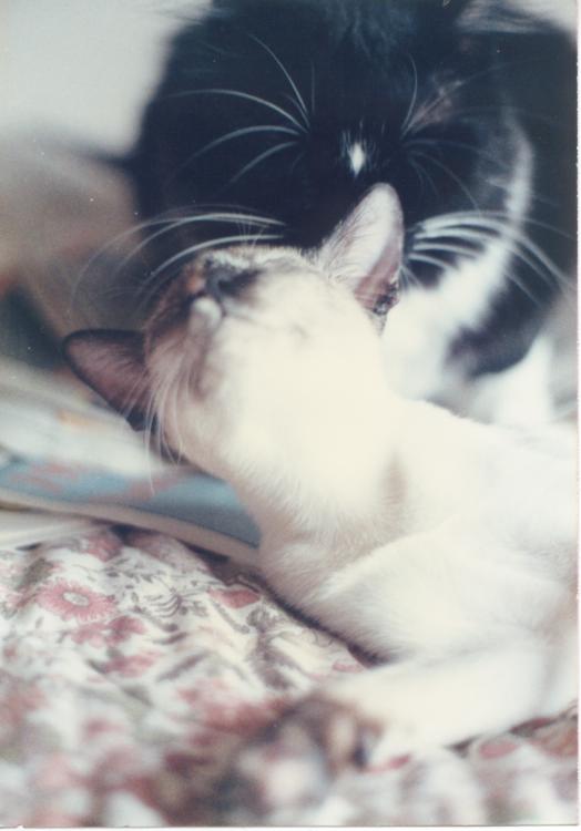 click for larger size