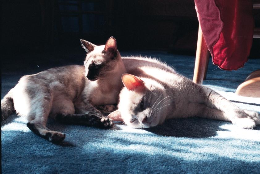 click for larger size