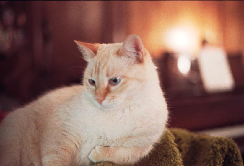 click for larger size