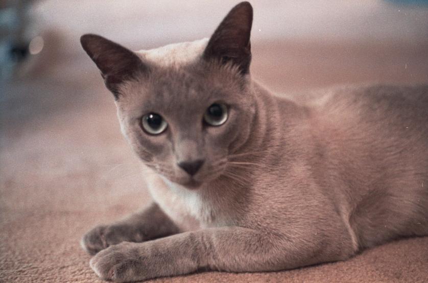 click for larger size