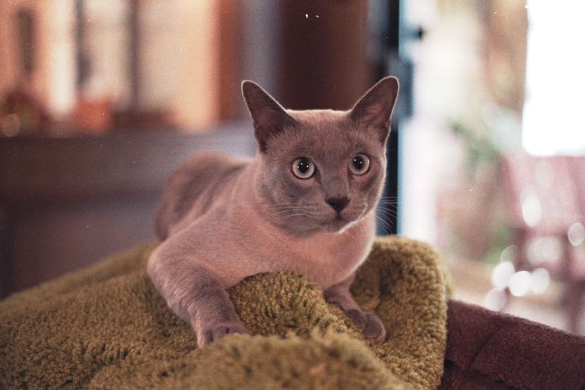 click for larger size