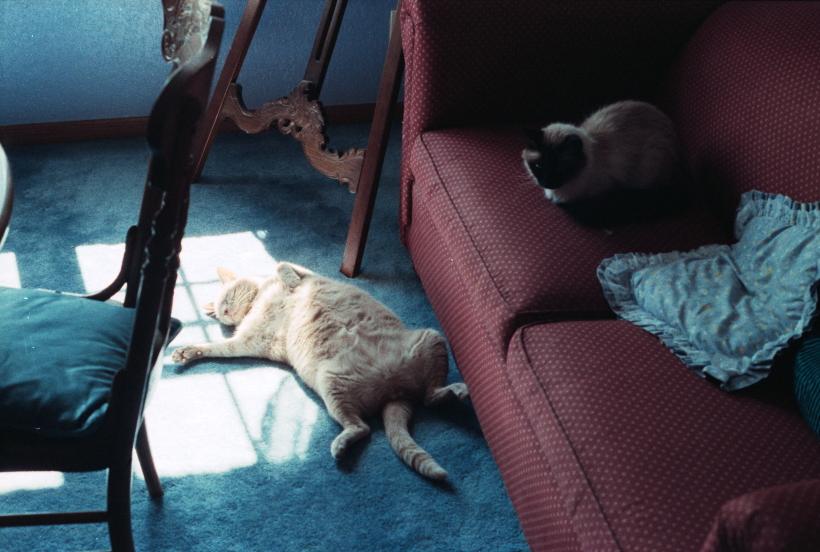 click for larger size