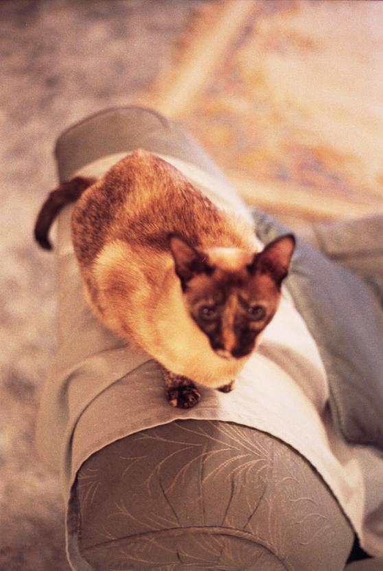 click for larger size