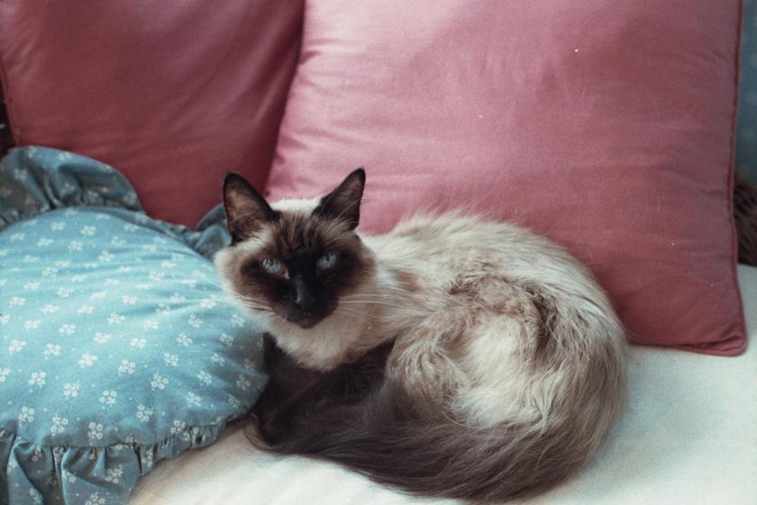 click for larger size