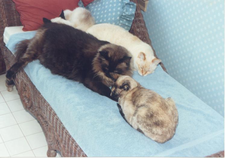 click for larger size