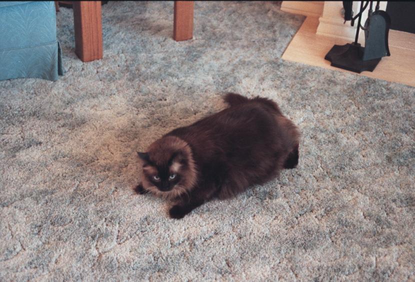 click for larger size