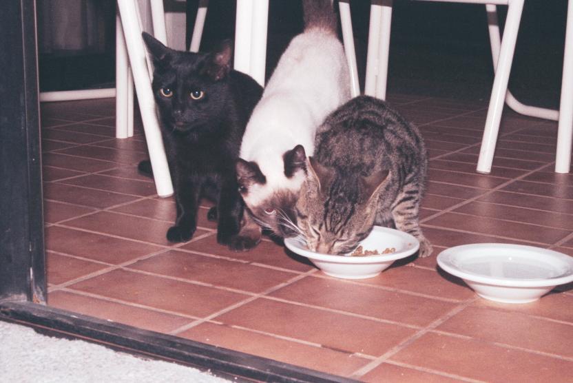 click for larger size