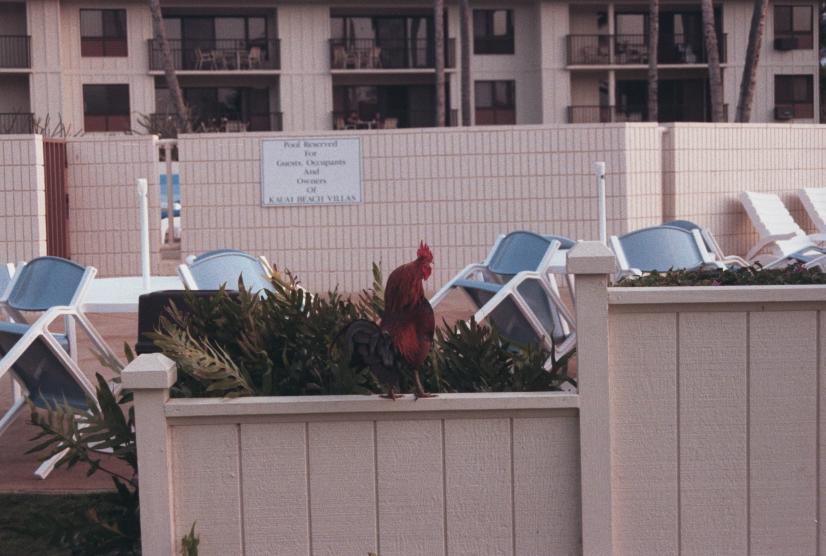 click for larger size