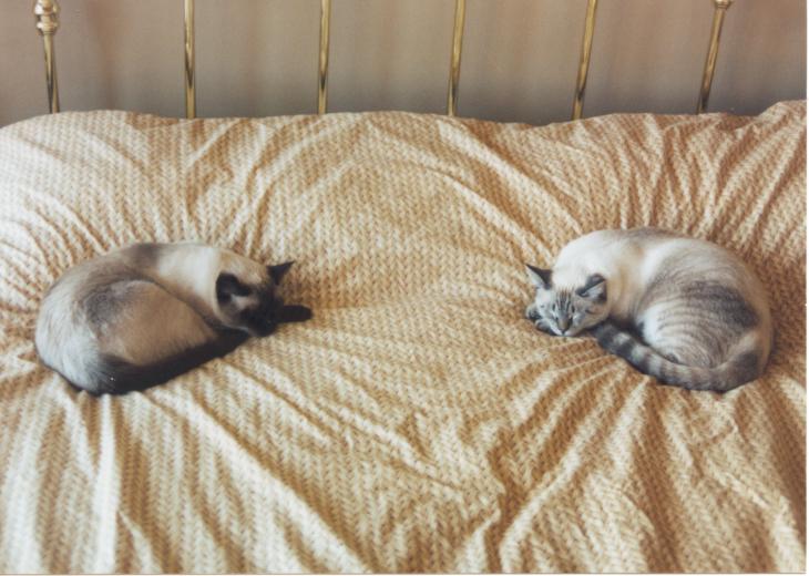 click for larger size