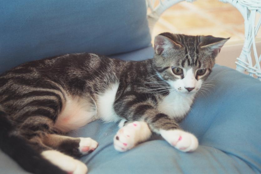 click for larger size