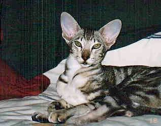 click for larger size