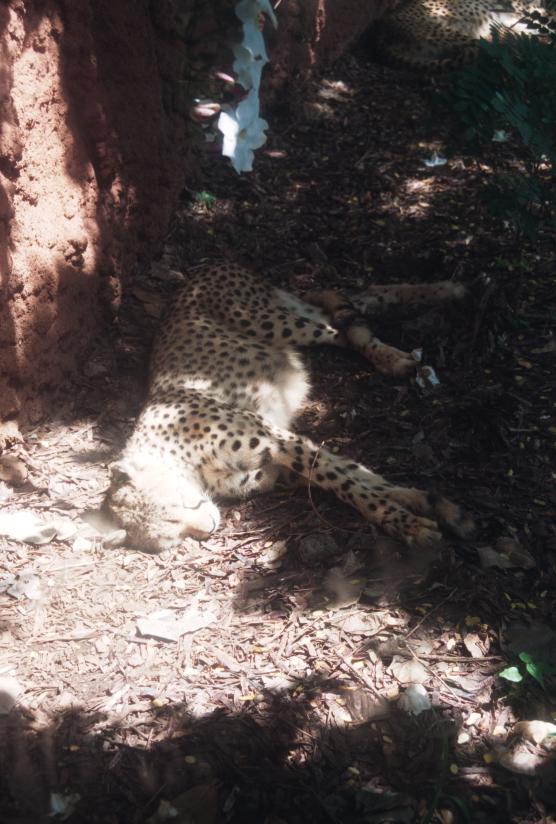 click for larger size