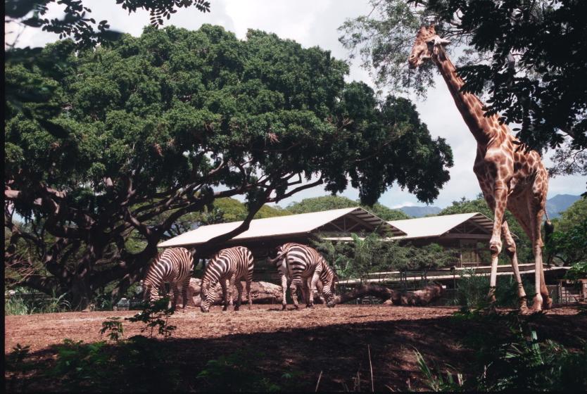 click for larger size